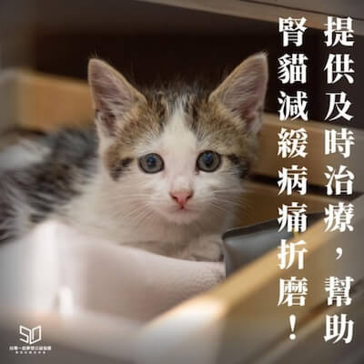 社團法人台灣腎貓協會