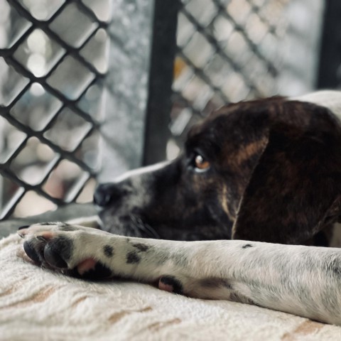 社團法人臺中市月園流浪動物照護協會